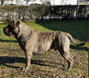 female presa canario for sale